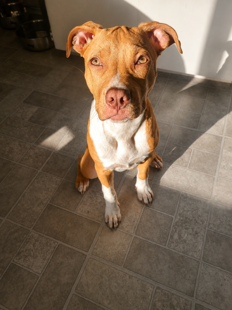 Bella sitting on the kitchen floor, waiting patiently for something to drop